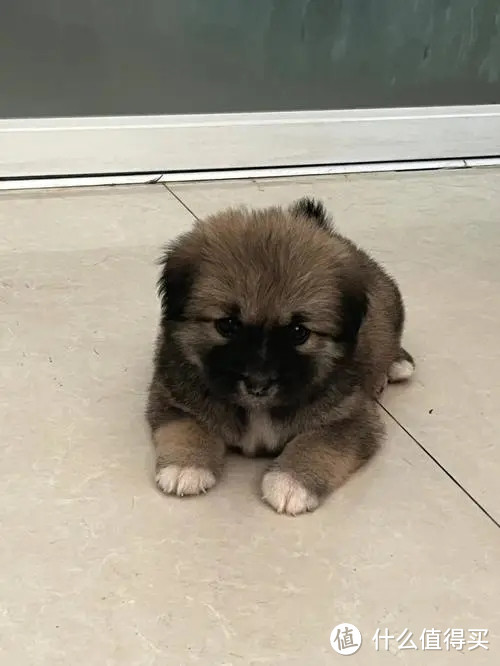 这种狗,在狗市上20块钱一只,却没人愿意买