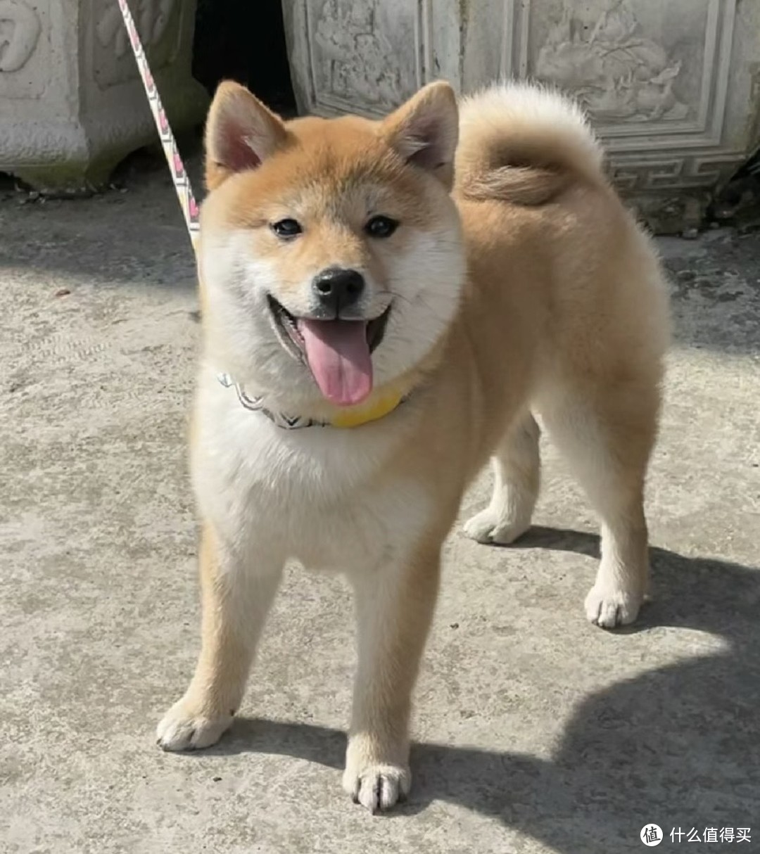 狗狗界的和平使者!盘点几款不咬人的宠物狗